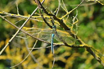 A colorful dragonfly with translucent wings and a vibrant blue body is perched on a branch of a tree covered in green and yellow moss. The background consists of a natural setting of blurred foliage, providing a harmonious and peaceful environment.