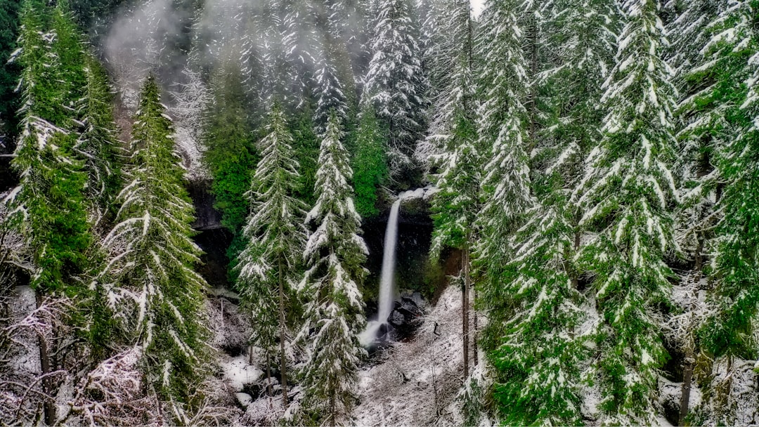 snow covered pine trees during daytime