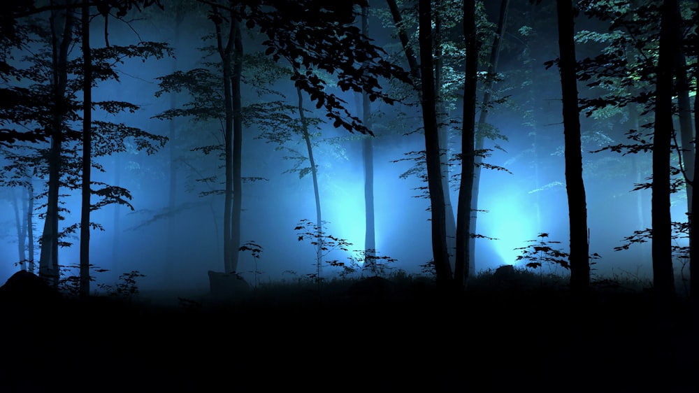 árvores alinhadas durante a noite