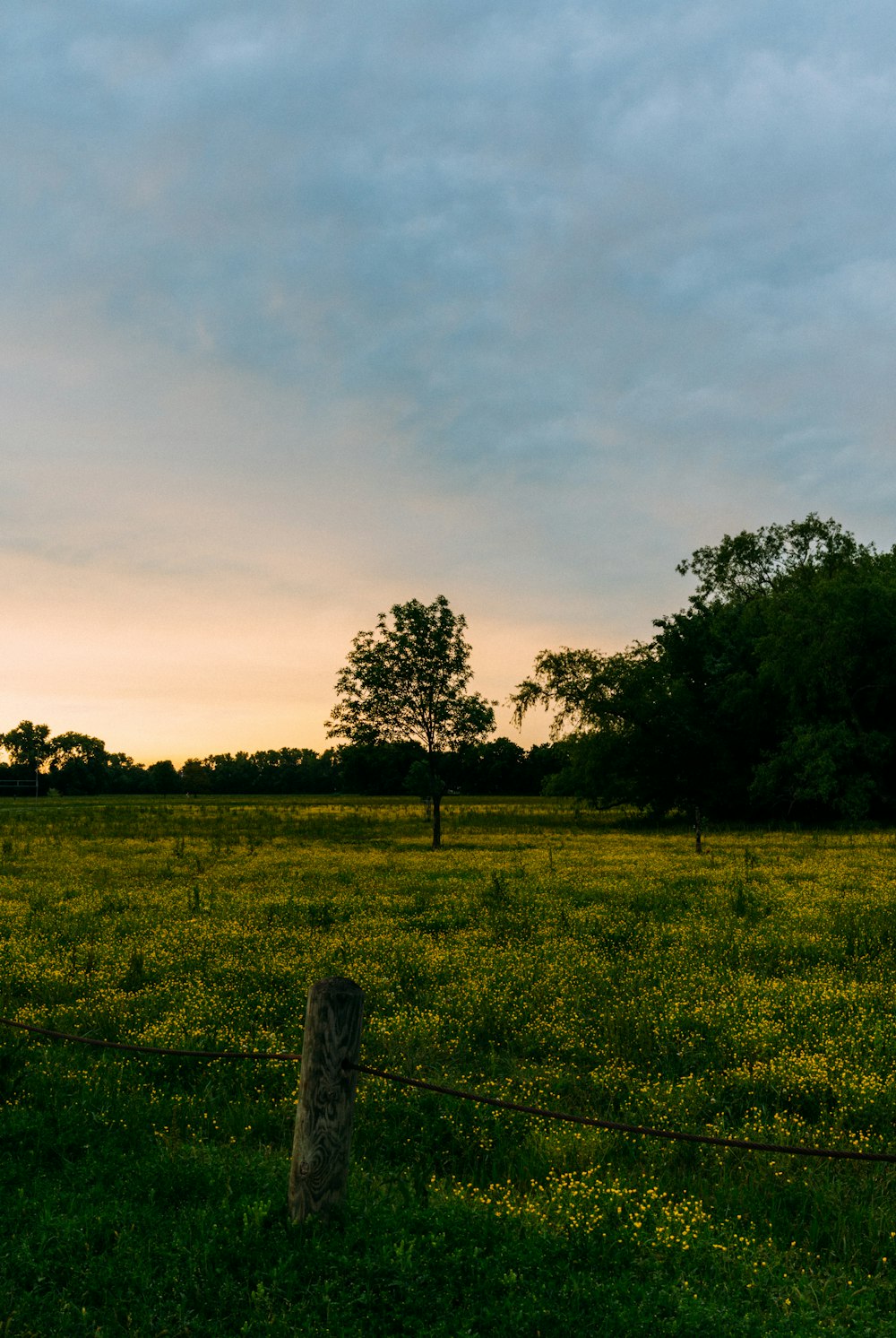 green trees under cloudy sky