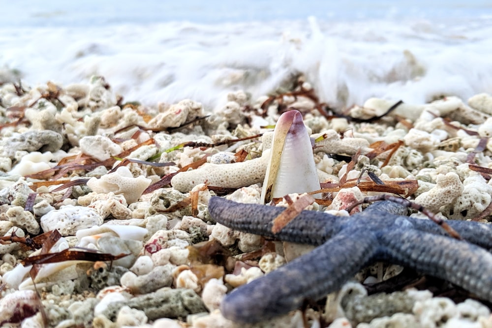 black starfish on sand