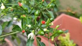 A close-up view of a plant with small green and red chili peppers growing on it. The plant has dark green leaves and some small white blossoms. In the background, there are blurred beige and green shades, possibly other plants and a planter.
