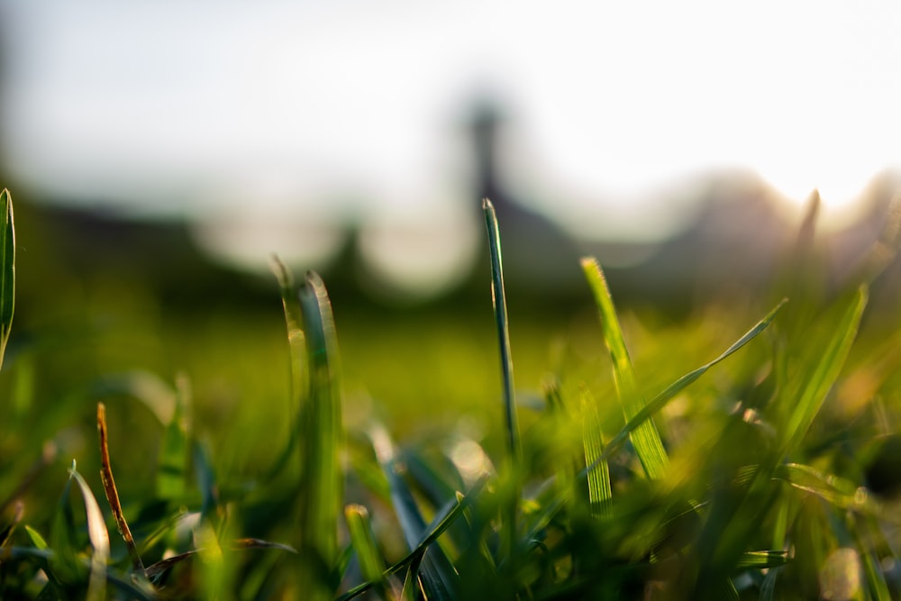 selective focus of grass