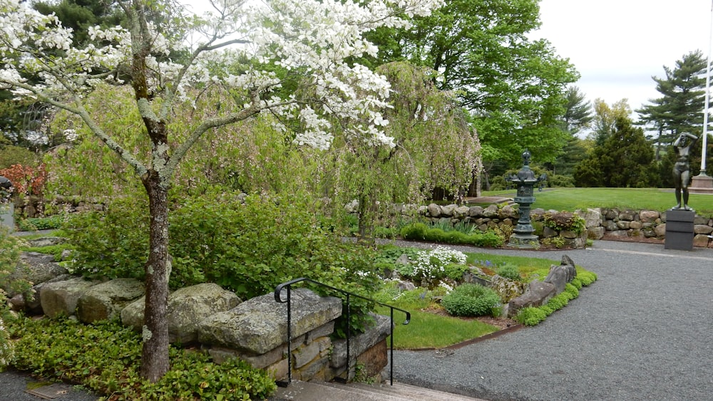 white tree flowers in bloom