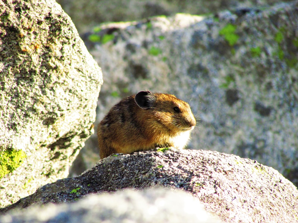 shallow focus photo of brown rabbit