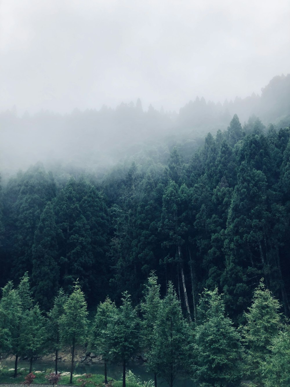 trees covered in fog