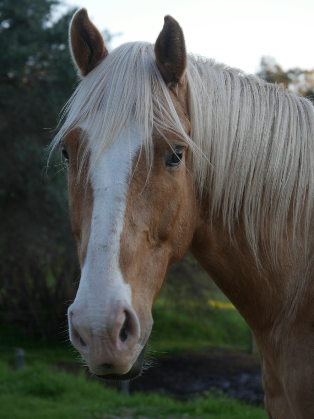 white and brown horse