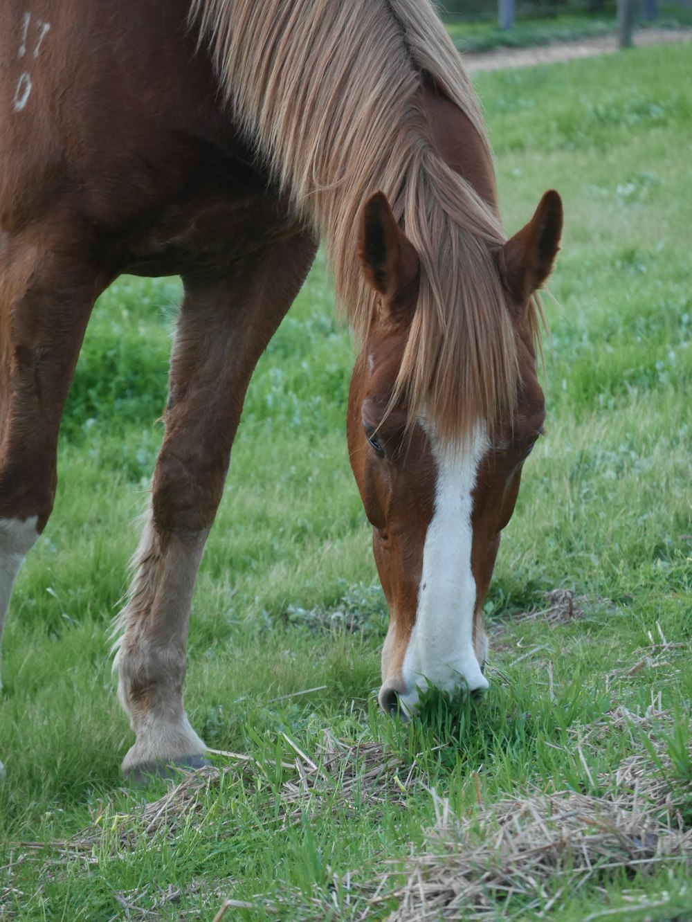 horse eating grass