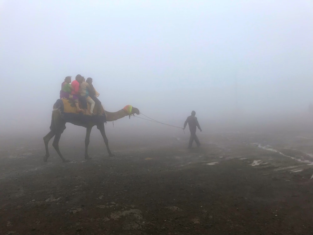 people riding camel