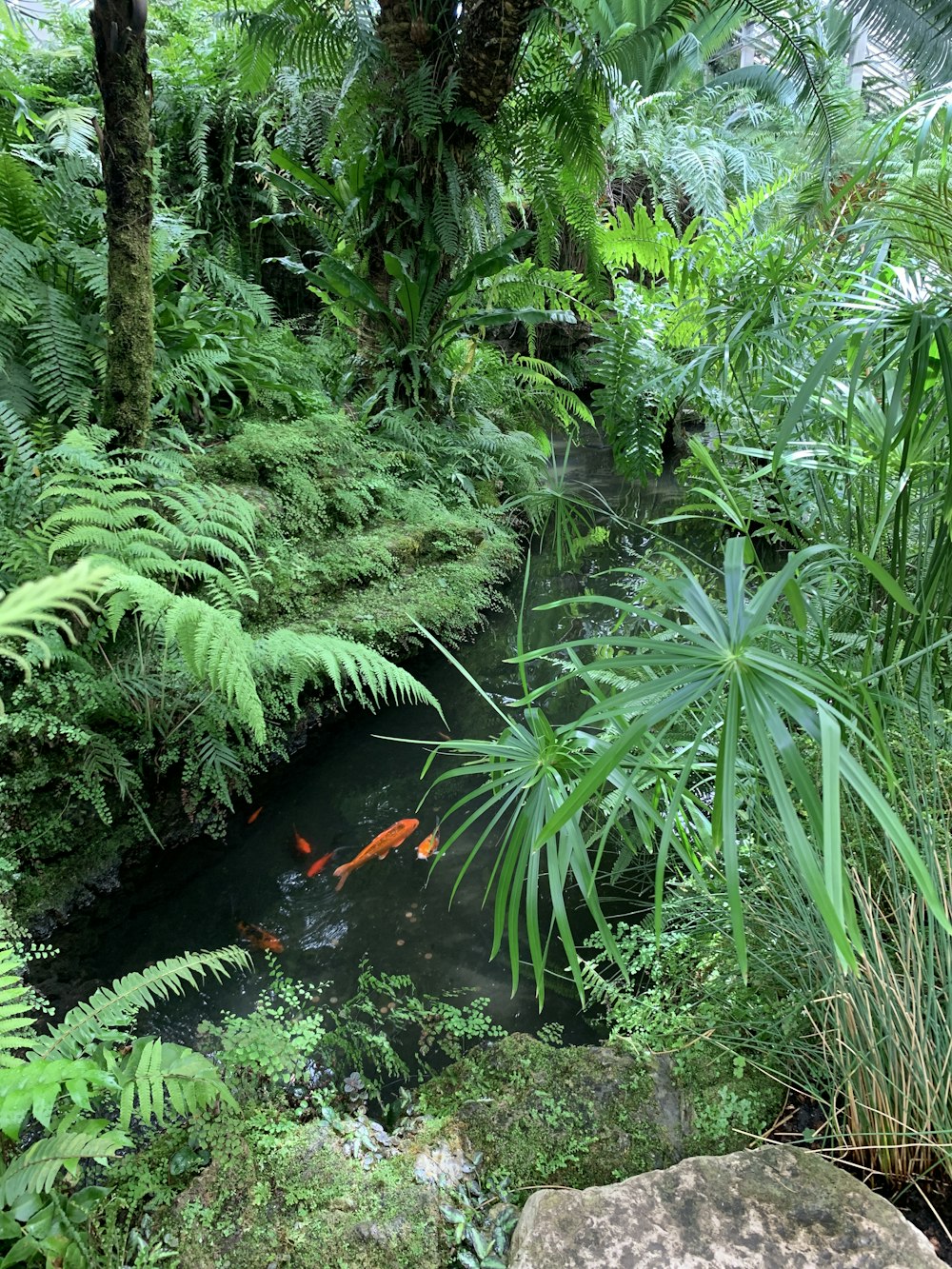 orange fish on pond between plants