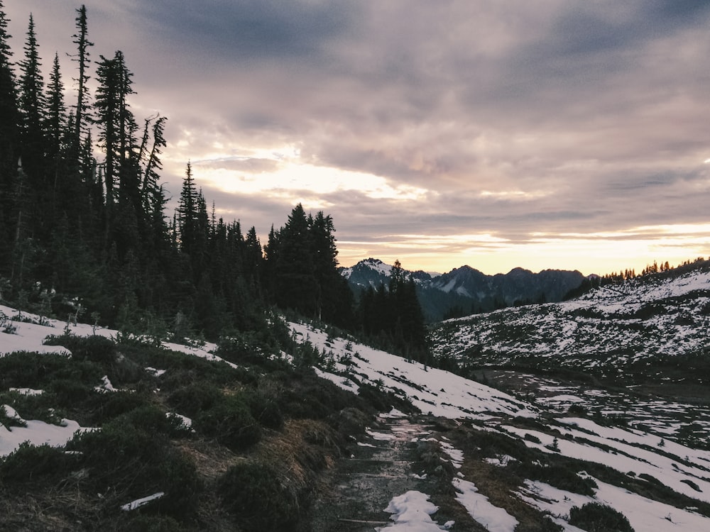 trees and snow mountain