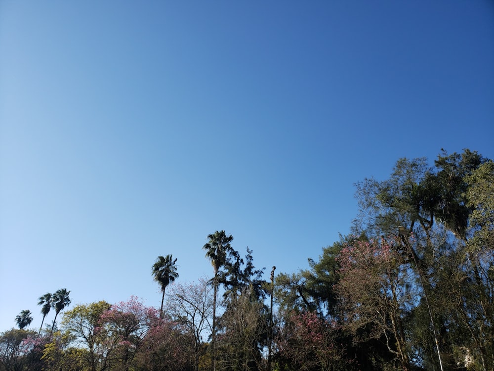 green-leafed trees during daytime