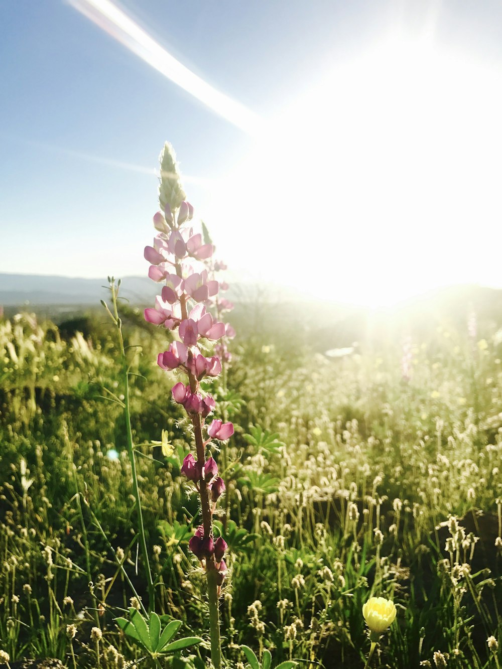 pink petaled flower during daytime