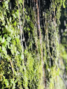 A vertical wall covered in lush green moss with small cascading waterfalls running down the surface. The moss appears vibrant and richly textured, creating a natural and serene environment.