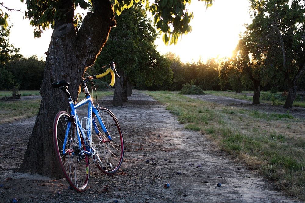 road bike leaning on tree trunk during golden hour