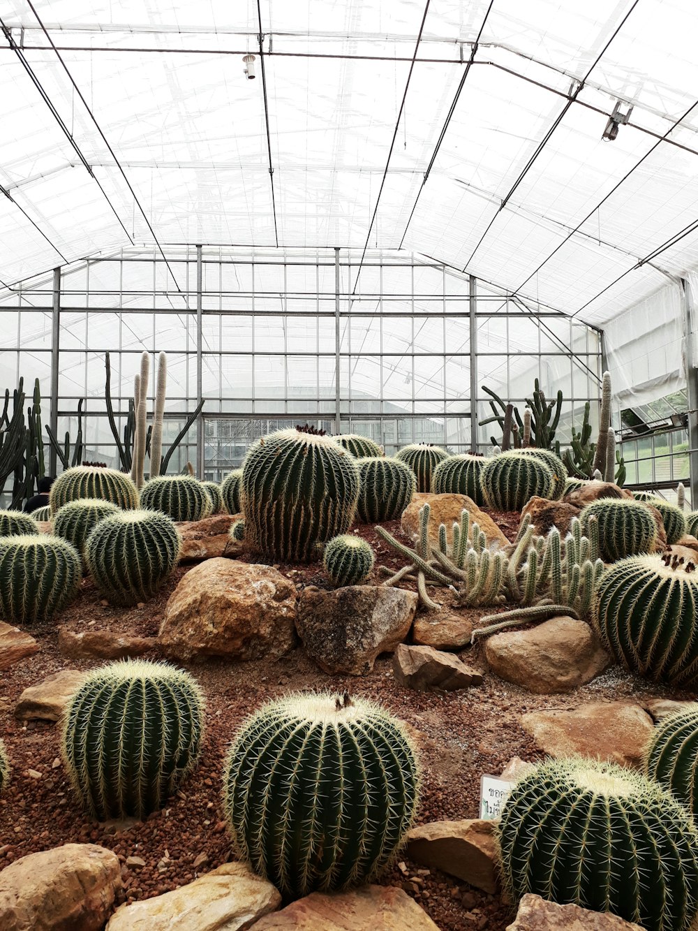 green cacti