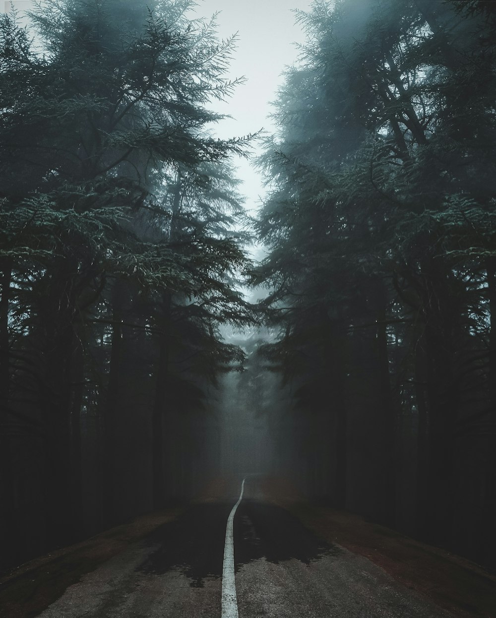 road surrounded by trees