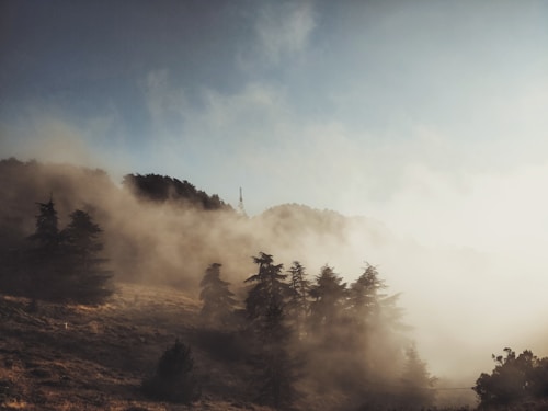 A misty landscape with dense fog covering a forested hillside. Tall pine trees rise through the fog, creating a serene and mystical atmosphere. Soft sunlight filters through the mist, adding a warm glow to the scene.