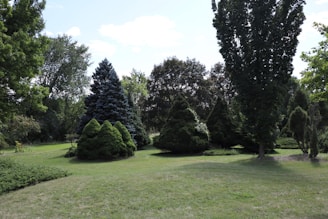 A serene landscape featuring an assortment of evergreen trees and well-maintained grass. The scene includes a variety of tree species with different shapes and sizes, set under a clear blue sky with scattered clouds.