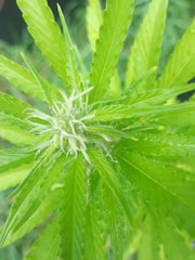 Close-up view of vibrant green cannabis leaves with visible serrated edges and a frosty coating on the buds.