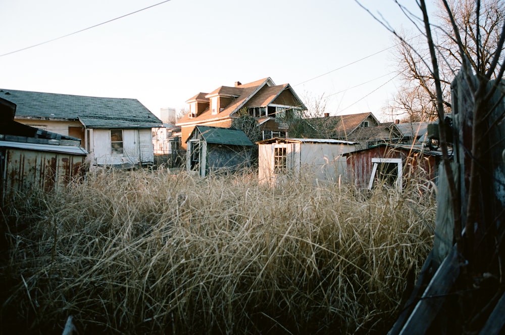 brown tall grass across brown wooden shed