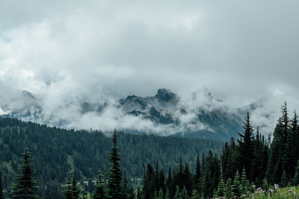 foggy mountain at daytime