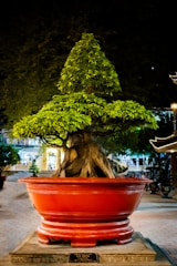 A large bonsai tree with a lush, triangular canopy stands prominently in a vibrant red planter. The tree's thick roots are elegantly exposed, twisting gracefully above the ground. The background reveals a dimly lit outdoor setting, possibly in a garden or courtyard, with other foliage and decorative elements visible.