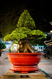 A large bonsai tree with a lush, triangular canopy stands prominently in a vibrant red planter. The tree's thick roots are elegantly exposed, twisting gracefully above the ground. The background reveals a dimly lit outdoor setting, possibly in a garden or courtyard, with other foliage and decorative elements visible.
