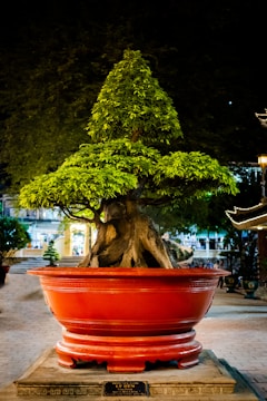 A large bonsai tree with a lush, triangular canopy stands prominently in a vibrant red planter. The tree's thick roots are elegantly exposed, twisting gracefully above the ground. The background reveals a dimly lit outdoor setting, possibly in a garden or courtyard, with other foliage and decorative elements visible.