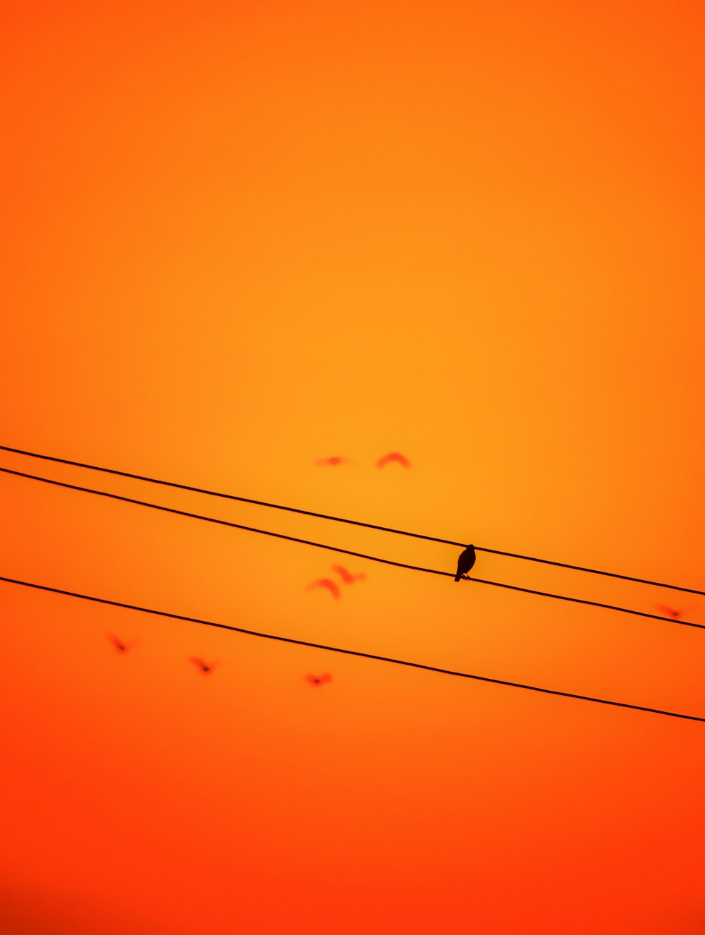 bird perched on line