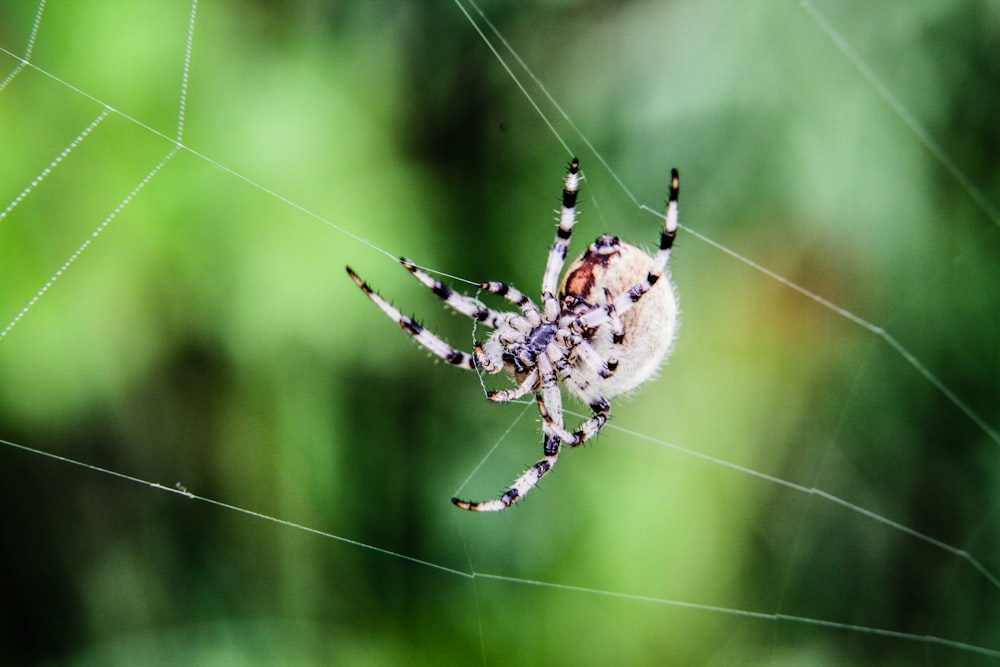 closeup photo of white and black spider