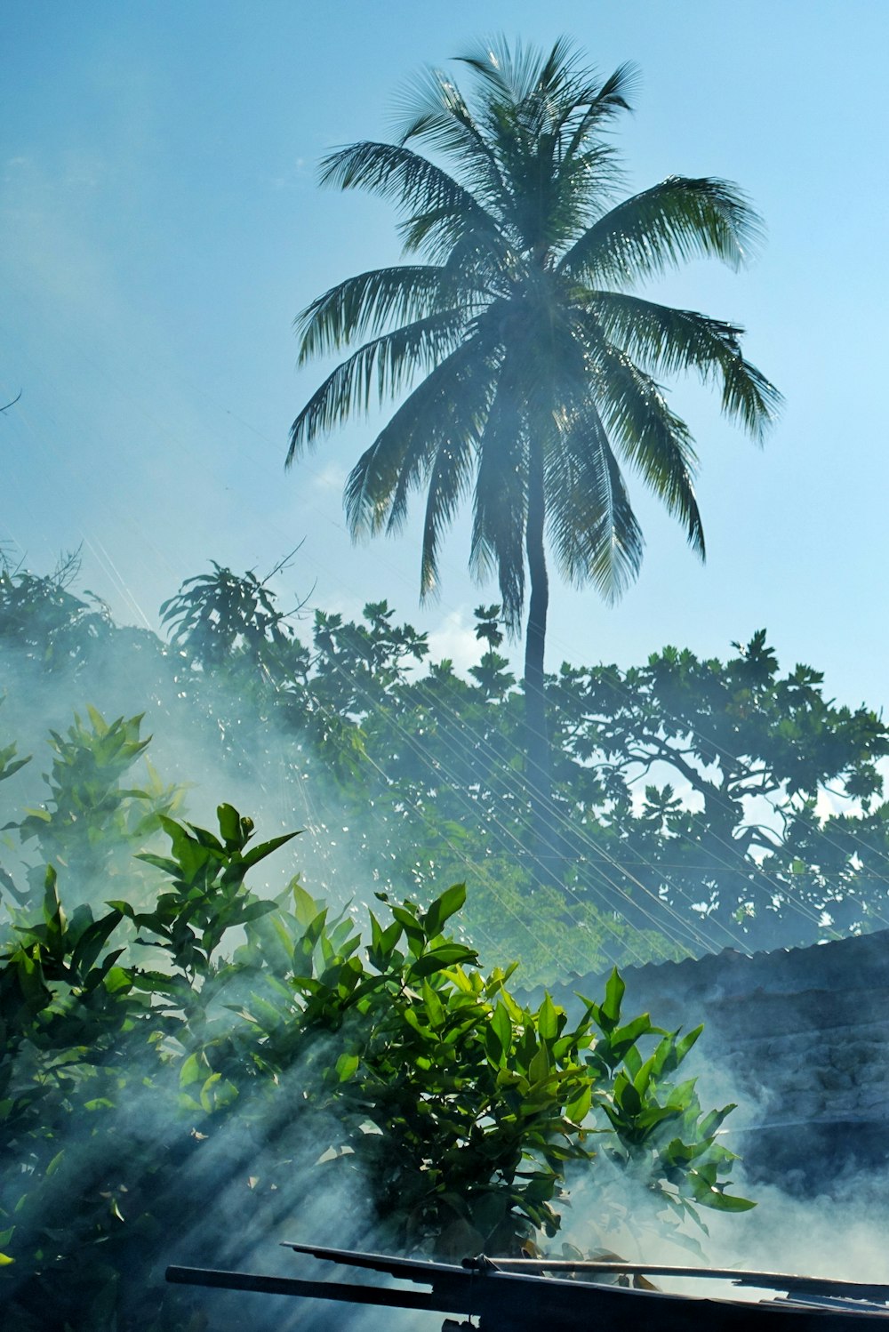 coconut palm tree at daytime