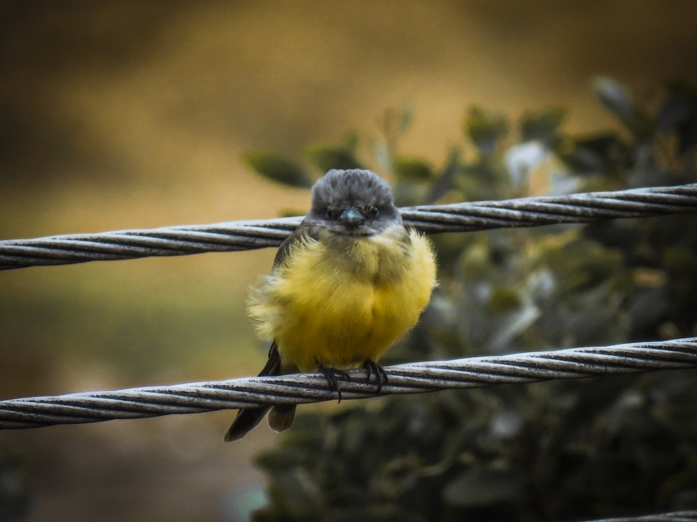 yellow and black bird perching on grey wire
