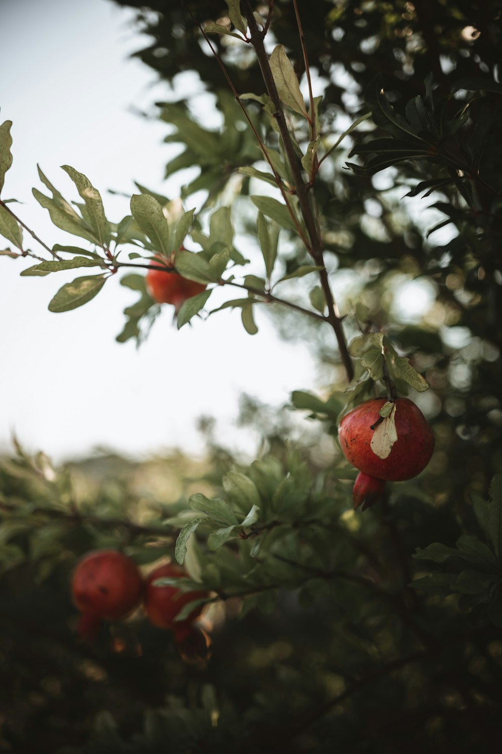 round red fruit