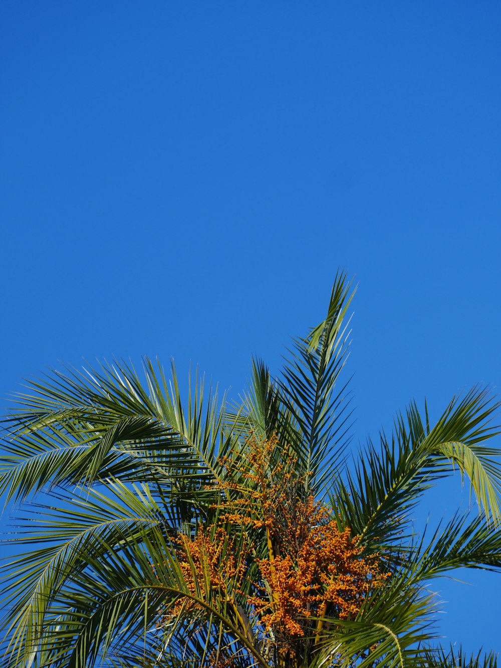 green coconut tree at daytime