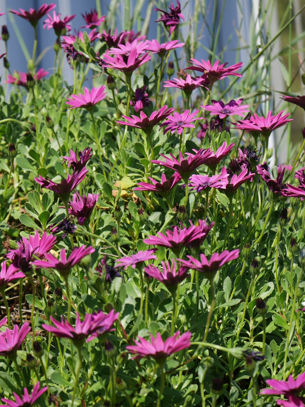 purple petaled flowers