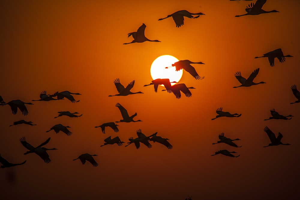 flock of birds in silhouette photography