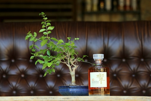 A Tosa Inu dog sitting next to a beautifully arranged bonsai tree and a plate of steak on a rustic wooden table.