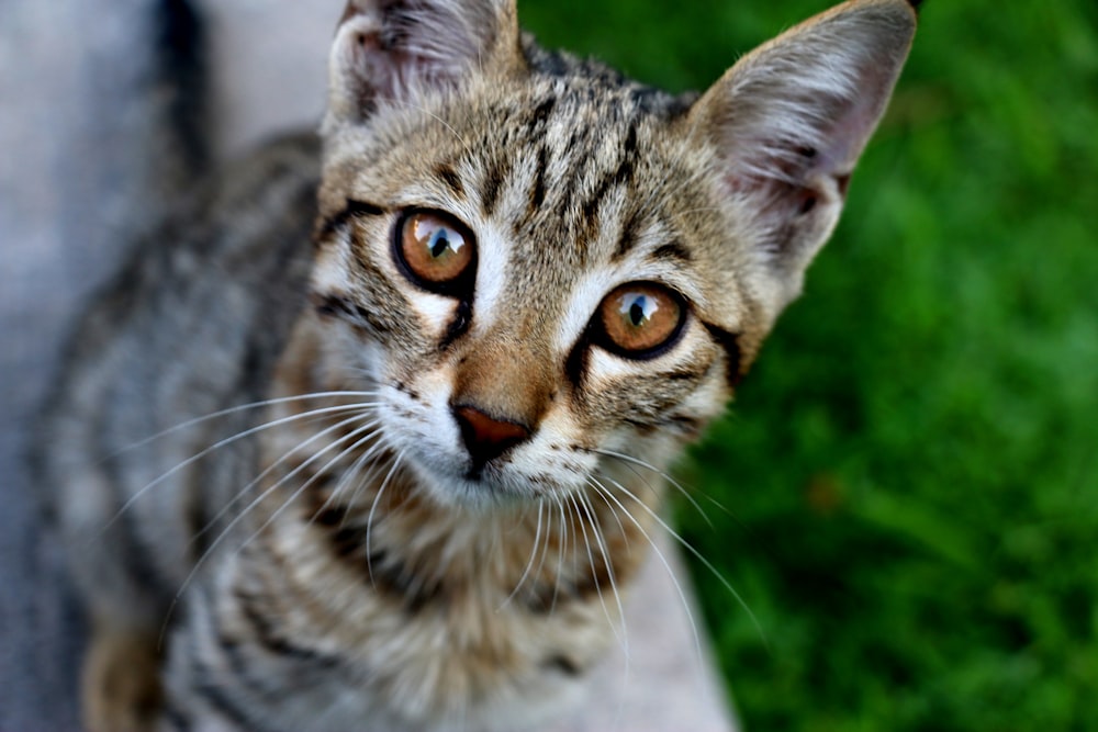 closeup photo of gray tabby cat