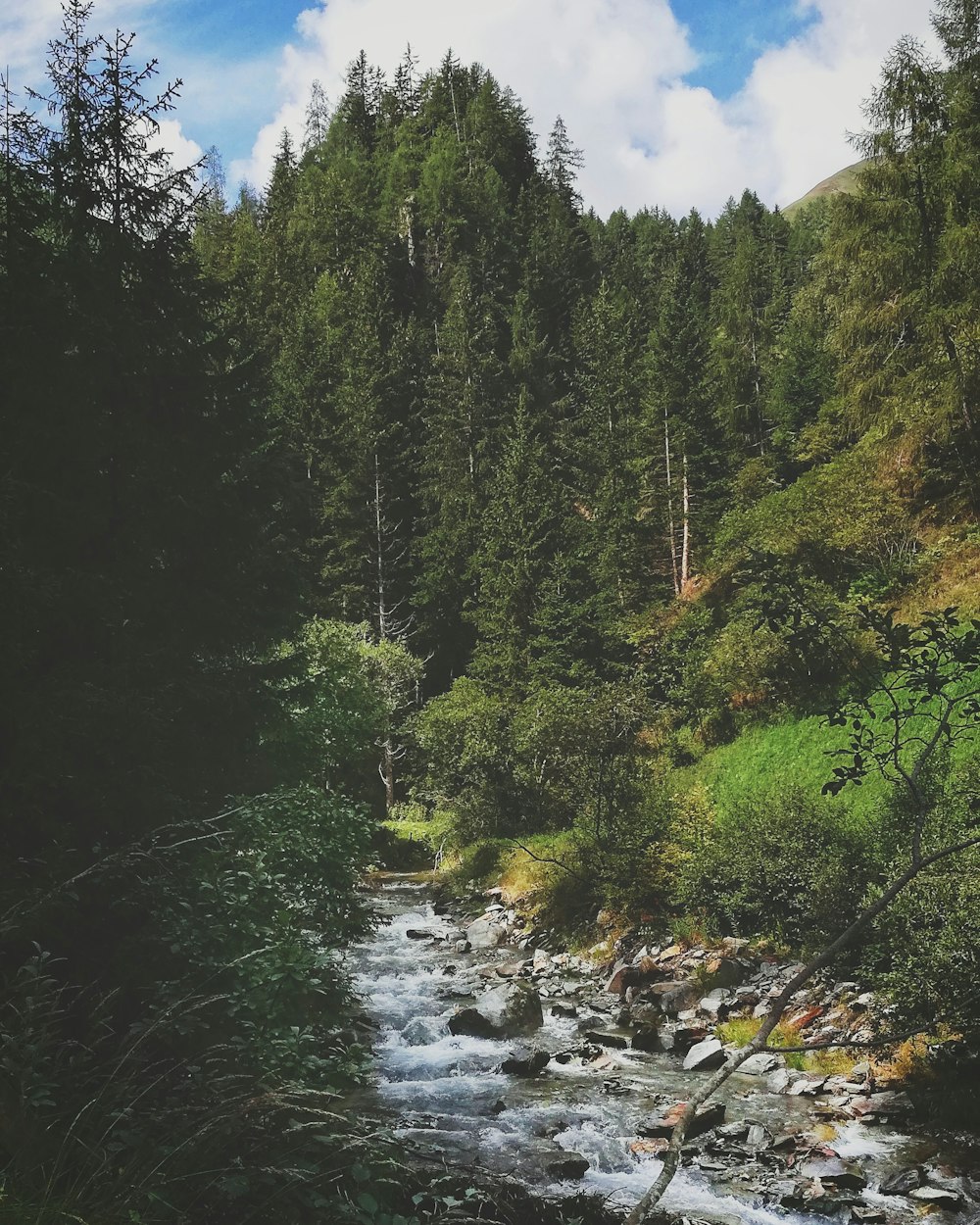 river surrounded with tall and green trees under white and blue skies during daytime