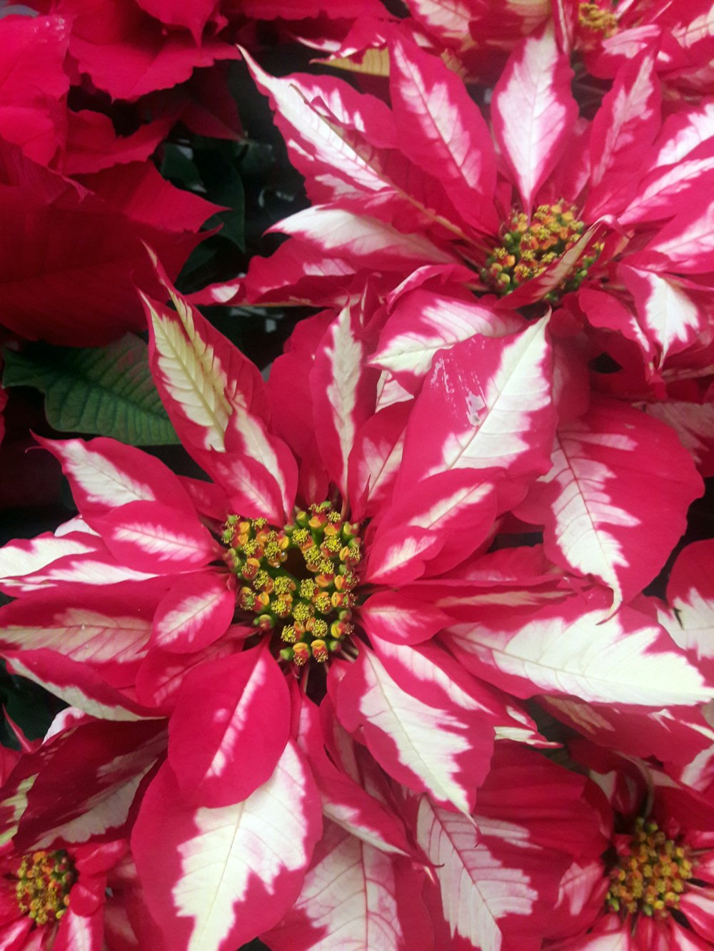 Flor de pétalos rosados y blancos