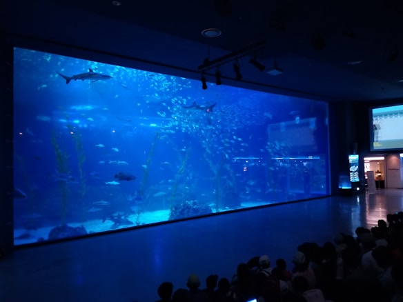 A large aquarium tank with a variety of sea life including sharks, fish, and sea plants. The tank is filled with clear blue water and is observed by a group of people sitting in the foreground. The environment is dimly lit, enhancing the blue hue of the water.