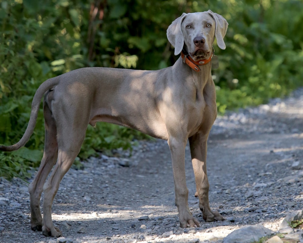 short-coat grey dog during daytime