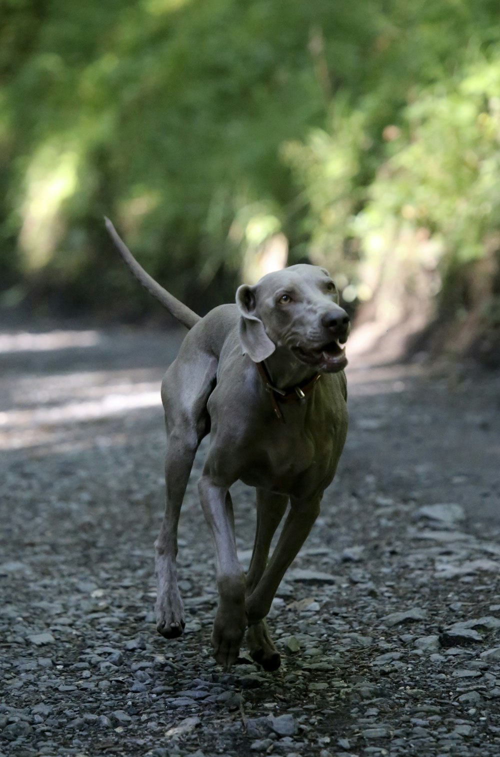 Hund, der auf Steinen läuft