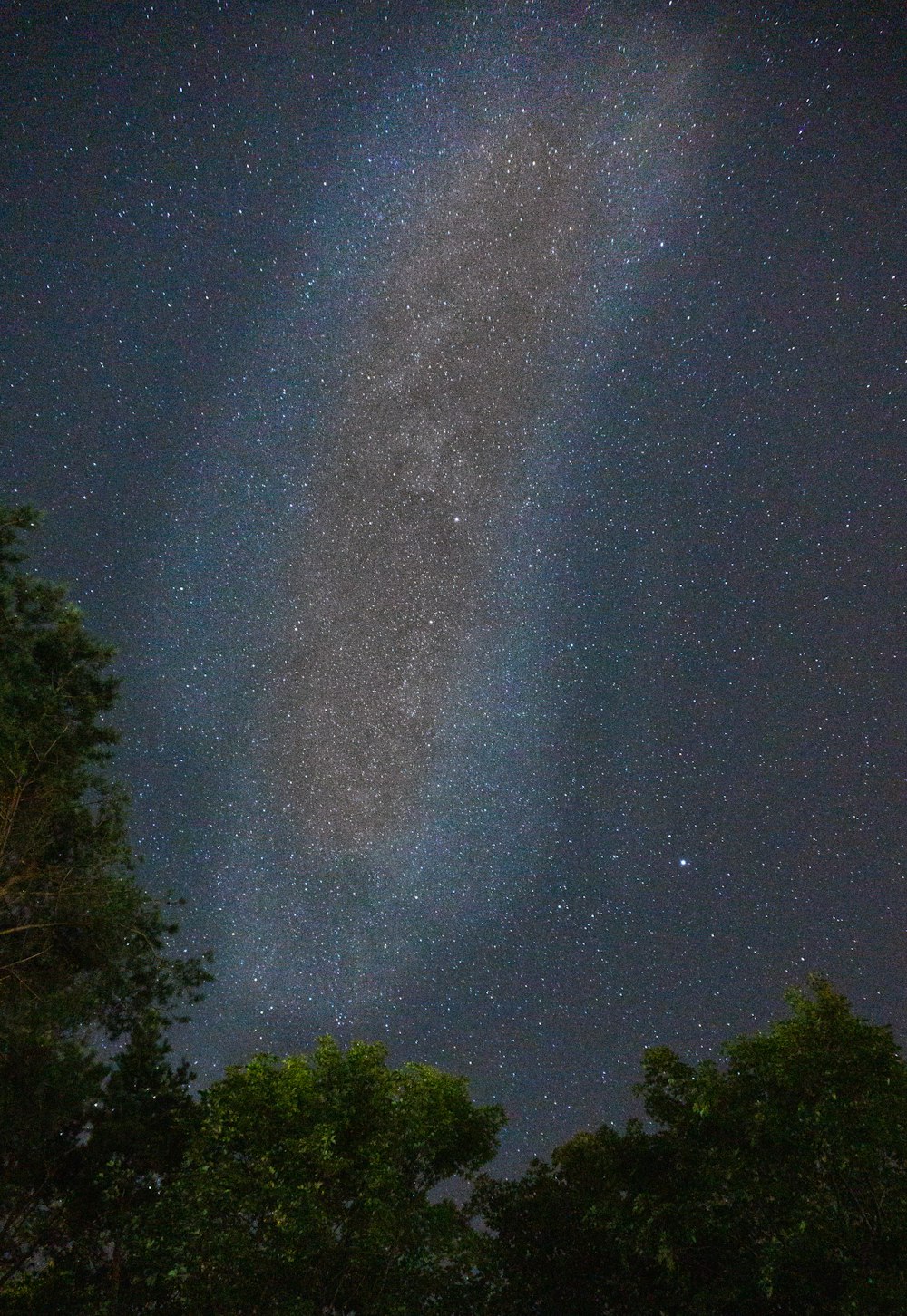 the night sky with stars and trees in the foreground