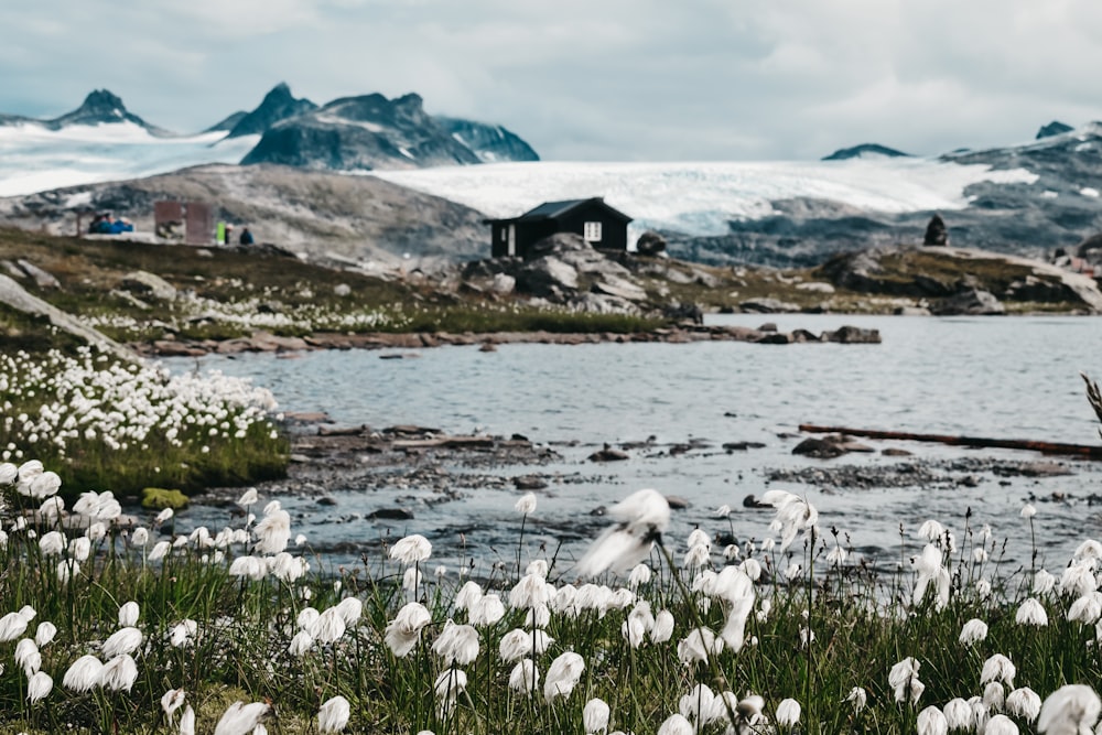 white dandelion flower field beside body of water during daytime