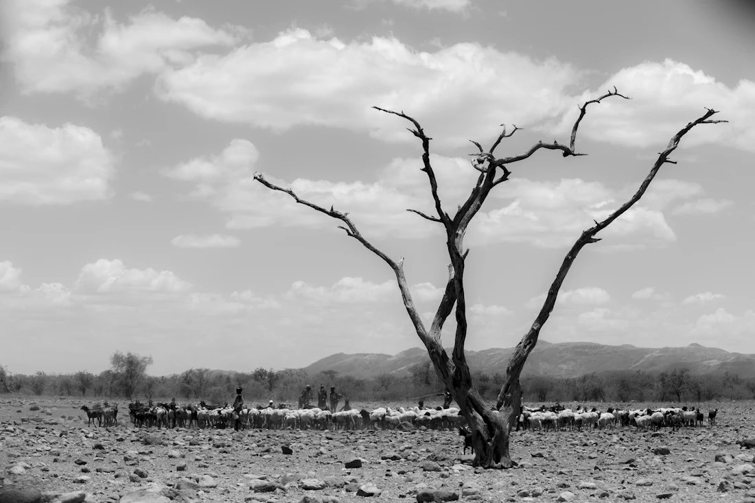 Arid northern Kenya near Wajir