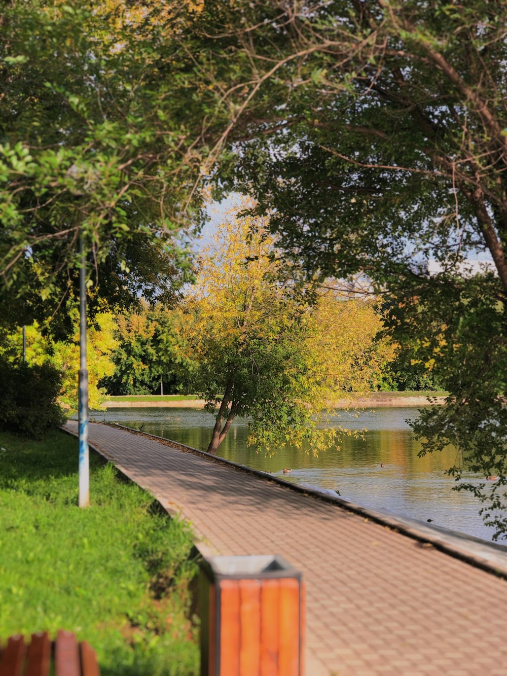 green-leafed trees during daytime