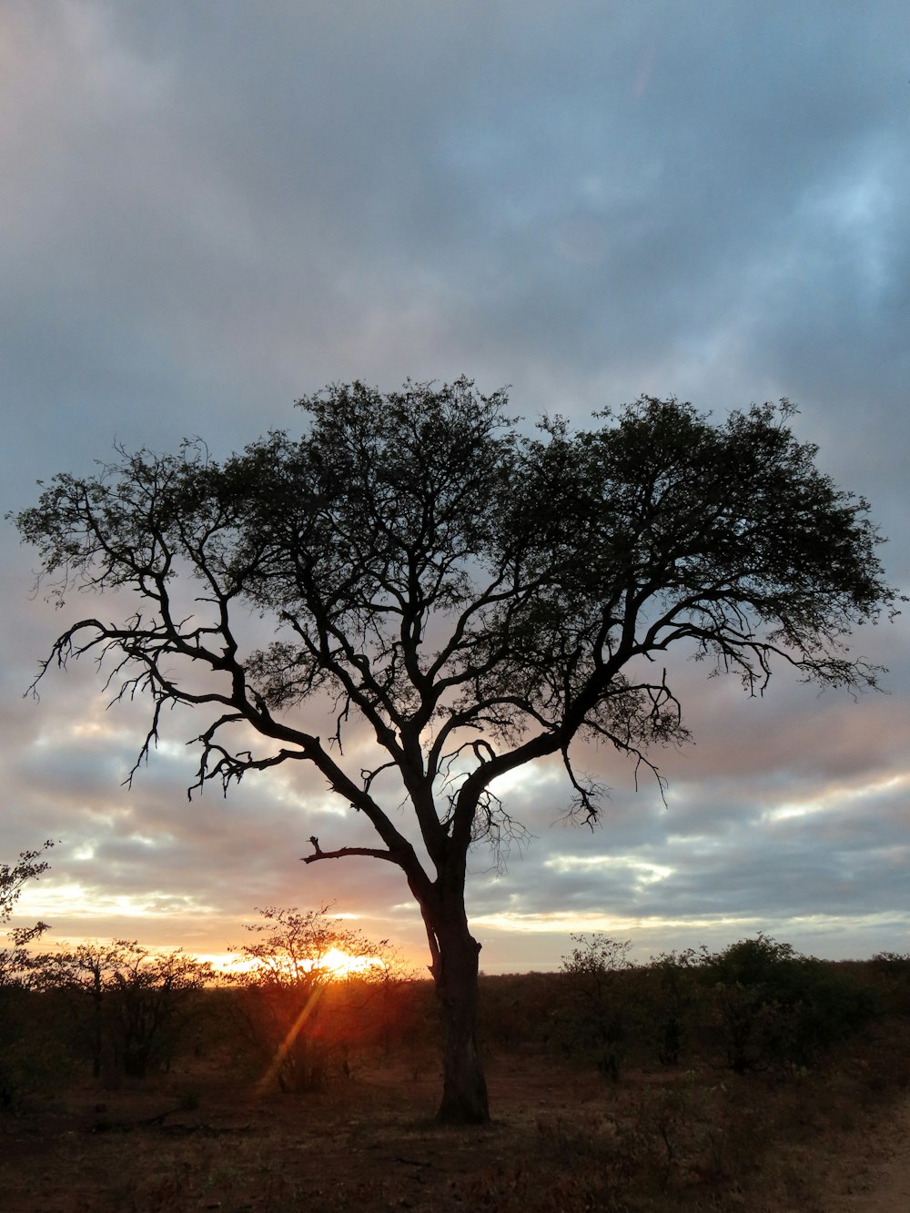 photo d’arbre vert à travers le coucher du soleil