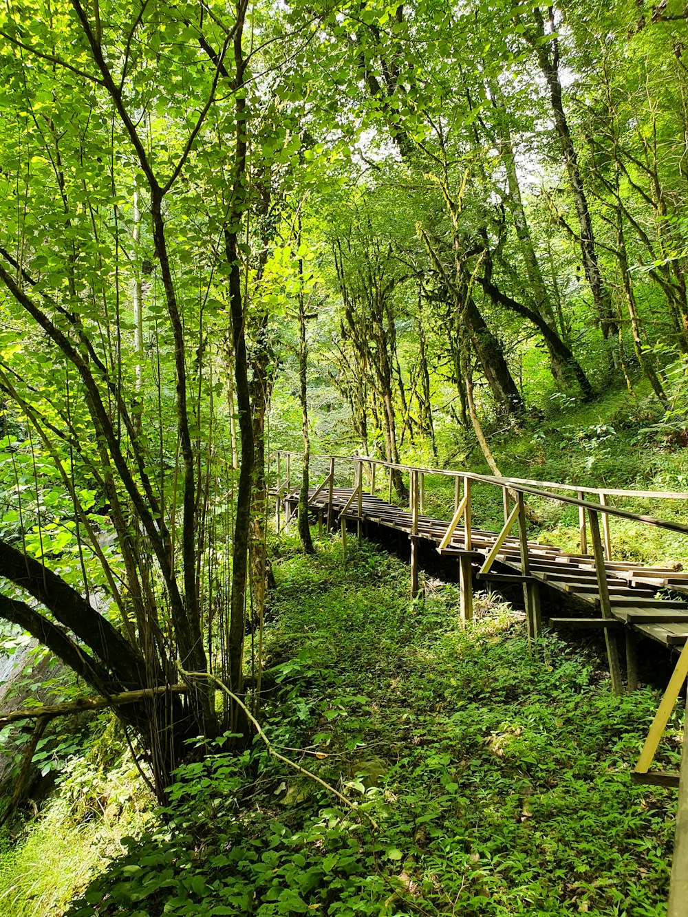 a wooden bridge in the middle of a lush green forest